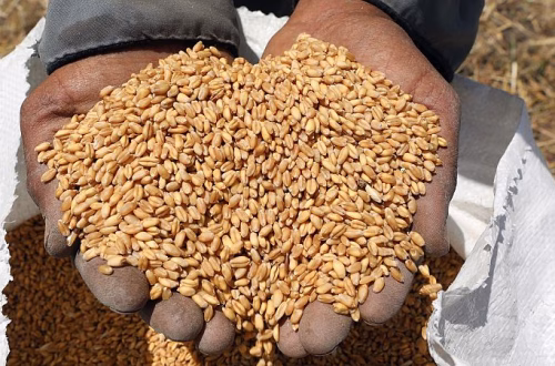 Crisis alimentaria global: el CSA busca soluciones