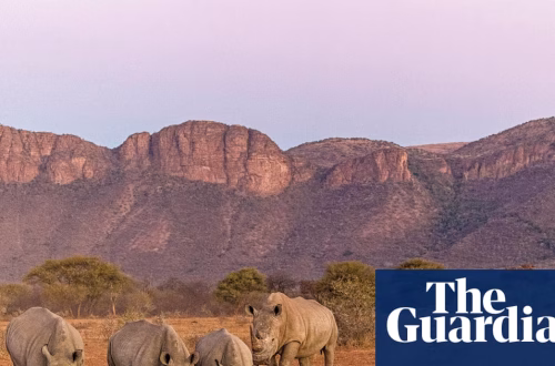 Desaparición de animales salvajes en paisajes del mundo