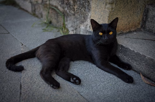 Terrassa prohíbe adopciones de gatos negros en Halloween