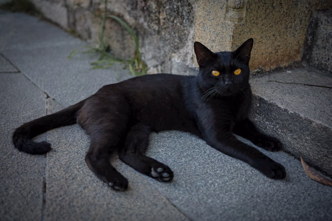 Terrassa prohíbe adopciones de gatos negros en Halloween