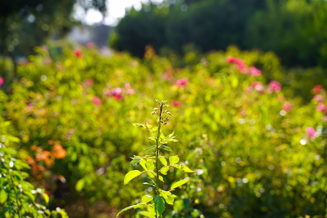 Alerta Sanitaria por Frío y sus Implicaciones Constitucionales